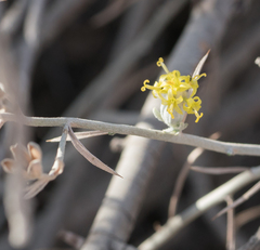 Tetradymia comosa