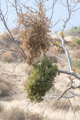 Phoradendron macrophyllum