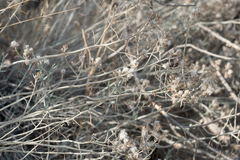 Tetradymia comosa