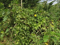 Luffa aegyptiaca