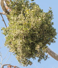 Phoradendron macrophyllum