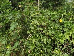 Luffa aegyptiaca