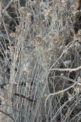 Tetradymia comosa