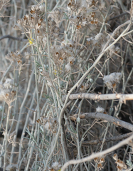Tetradymia comosa
