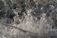 Tetradymia comosa