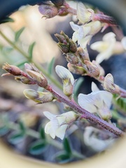 Astragalus oniciformis