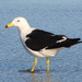Olrog's Gull - Photo (c) Cláudio D. Timm, some rights reserved (CC BY)
