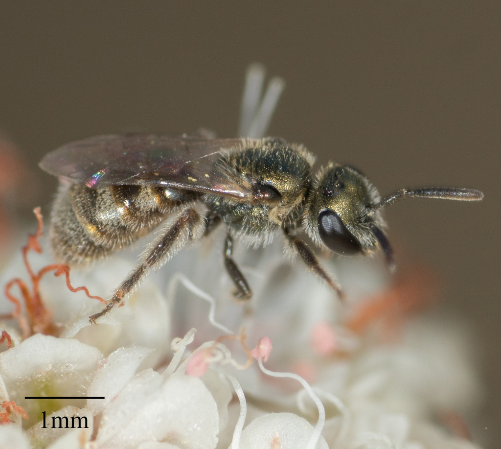 Base-banded Furrow Bees