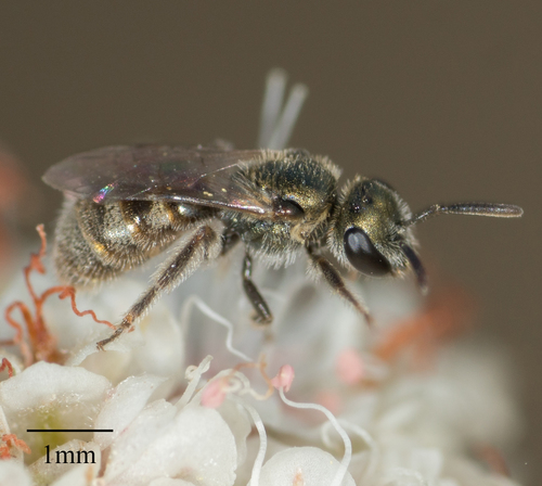 Base-banded Furrow Bees