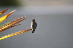 Calypte costae