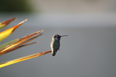 Calypte costae