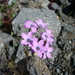 Gilia latiflora - Photo (c) Florian Boyd, algunos derechos reservados (CC BY-SA)
