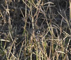 Heterostylum robustum