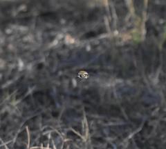 Heterostylum robustum