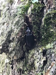 Patrobus longicornis