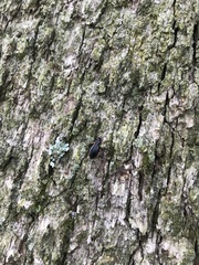 Patrobus longicornis