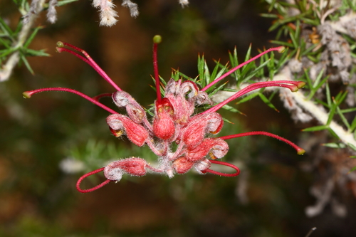 Porcupine Grevillea (Grevillea hystrix)