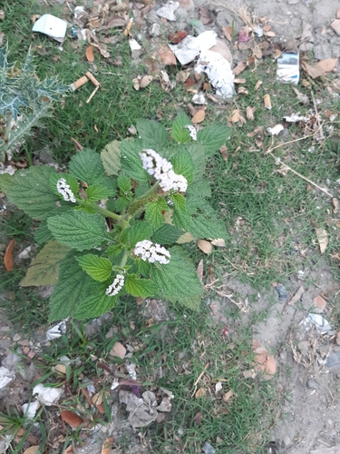 Indian Heliotrope