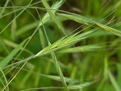 Poaceae