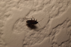 Neolethaeus assamensis