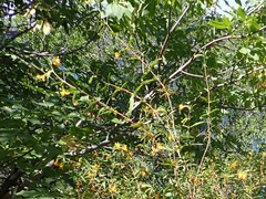 Diplacus aurantiacus