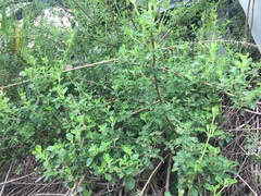 Clinopodium tomentosum