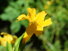 Diplacus aurantiacus