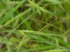 Poaceae