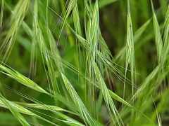 Poaceae