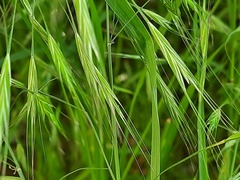 Poaceae