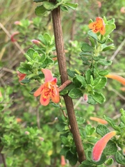 Clinopodium tomentosum