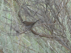Thryomanes bewickii charienturus