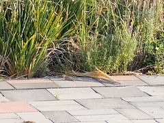 Sceloporus spinosus