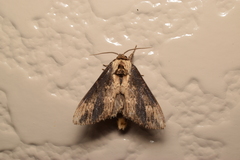 Hexafrenum leucodera