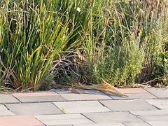 Sceloporus spinosus