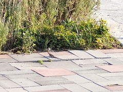 Sceloporus spinosus
