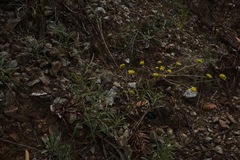 Lomatium marginatum marginatum