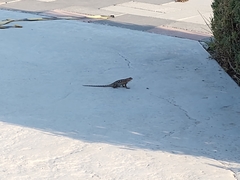 Sceloporus spinosus