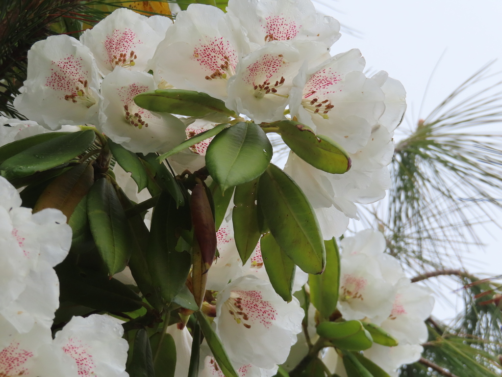 falsegoldflower rhododendron from 台灣台中市和平區台7甲線 on April 26, 2021 at
