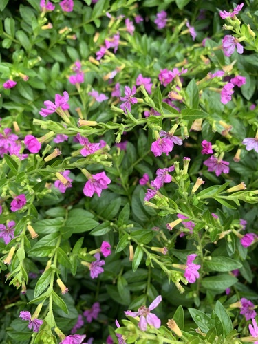 False heather