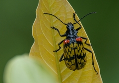 Poecilopeplus corallifer