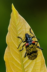 Poecilopeplus corallifer
