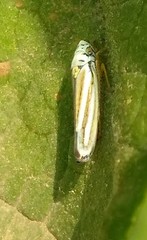 Graphocephala flavovittata