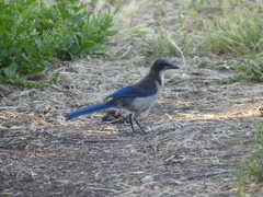 Aphelocoma insularis