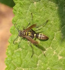 Mischocyttarus mexicanus