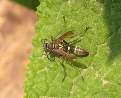 Mischocyttarus mexicanus