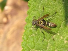 Mischocyttarus mexicanus