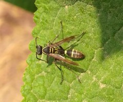 Mischocyttarus mexicanus