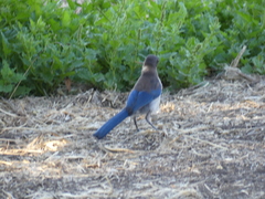 Aphelocoma insularis