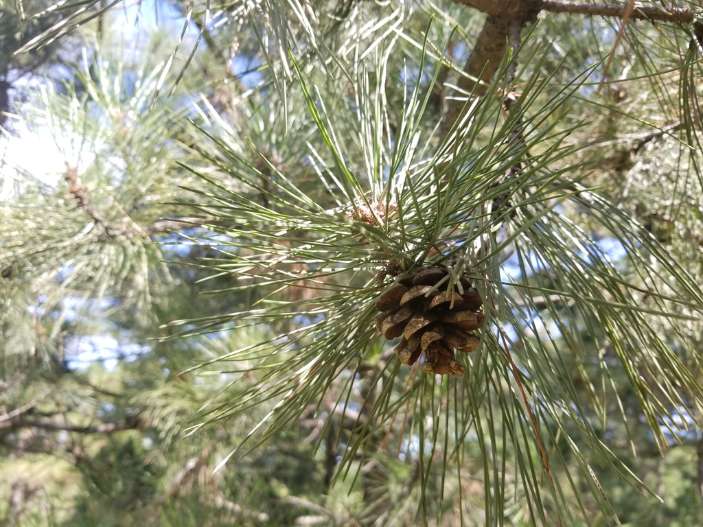 Chinese red pine (Pinus tabuliformis)
